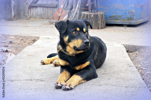 Big black dog lying in the yard