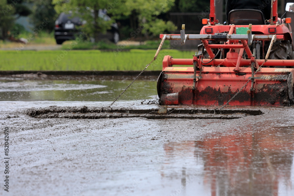 Fototapeta premium Japanese rice field in spring time