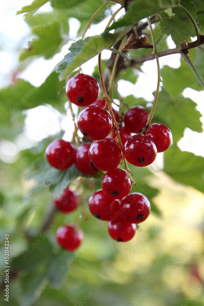 Rote Johannisbeeren Rote Johannisbeeren