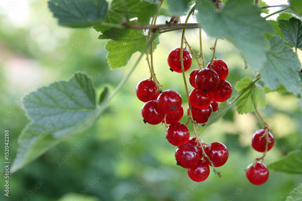 Rote Johannisbeeren Rote Johannisbeeren