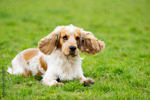 Funny spaniel dog outdoors