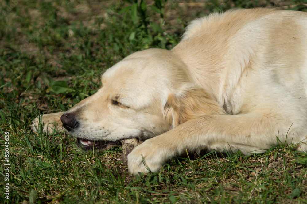 Puppy dog, golden retriever puppy, labrador