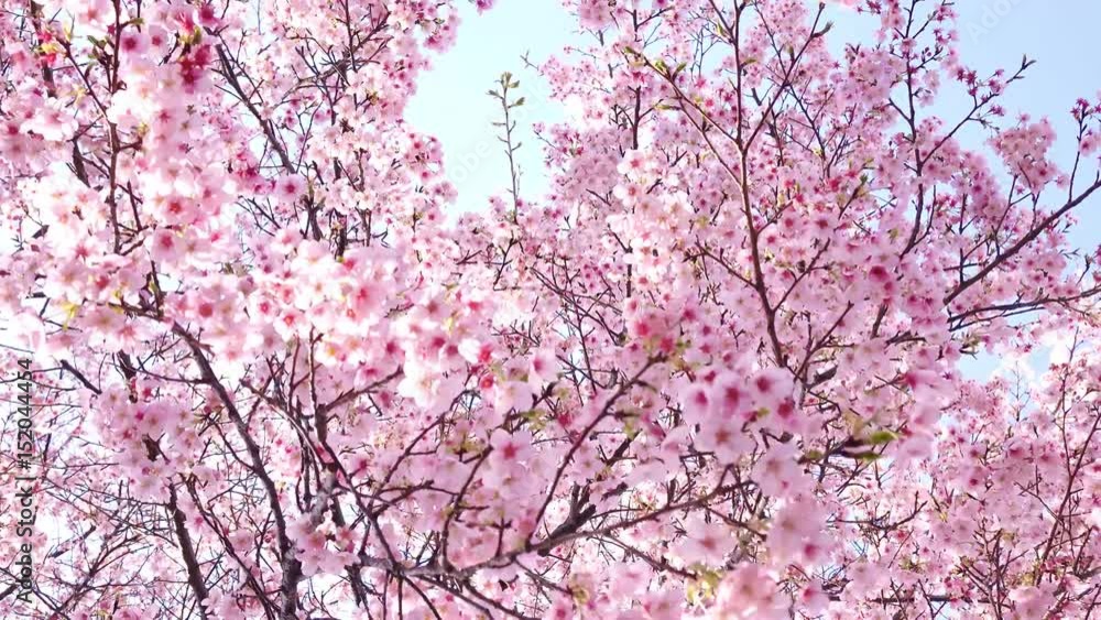 大漁桜 大漁桜