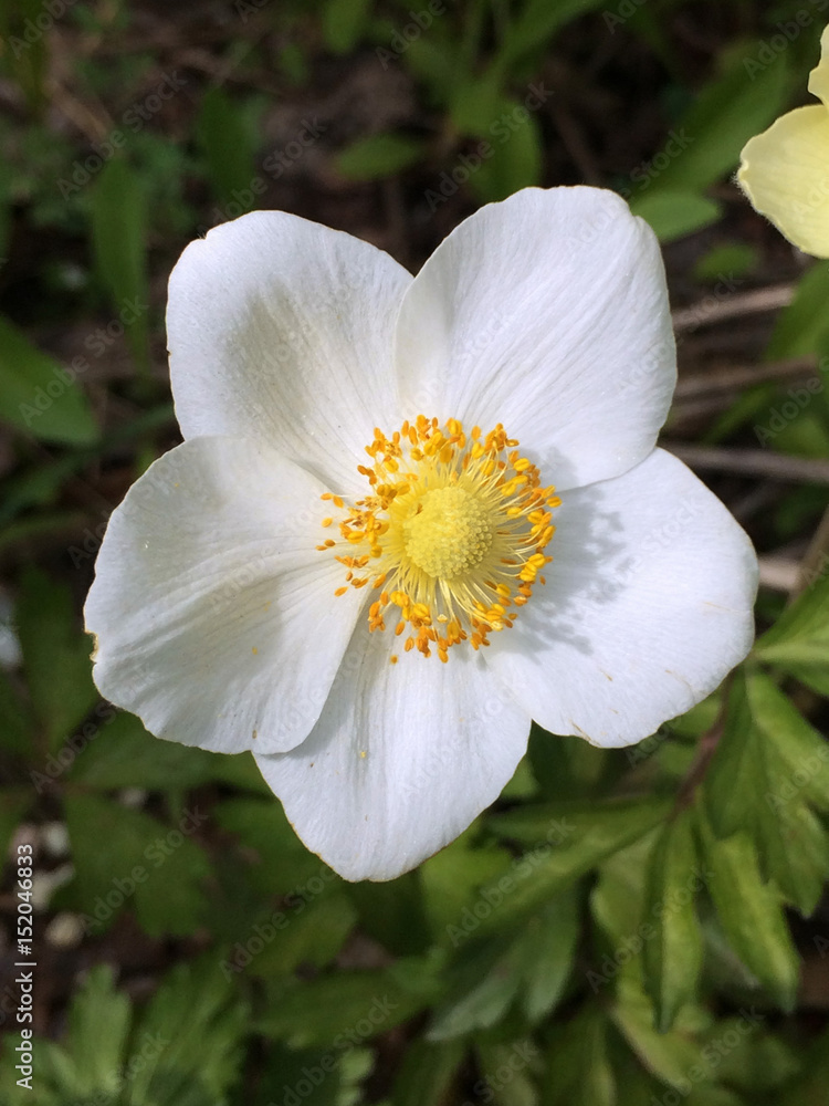 nature, flower, spring, forest, green, plant, background, floral, garden, blossom, meadow, macro, summer, grass, season, beautiful, flora, bloom, beauty, park, fresh, outdoor, blue, purple, april, lea nature, flower, spring, forest, green, plant, background, floral, garden, blossom, meadow, macro, summer, grass, season, beautiful, flora, bloom, beauty, park, fresh, outdoor, blue, purple, april, lea