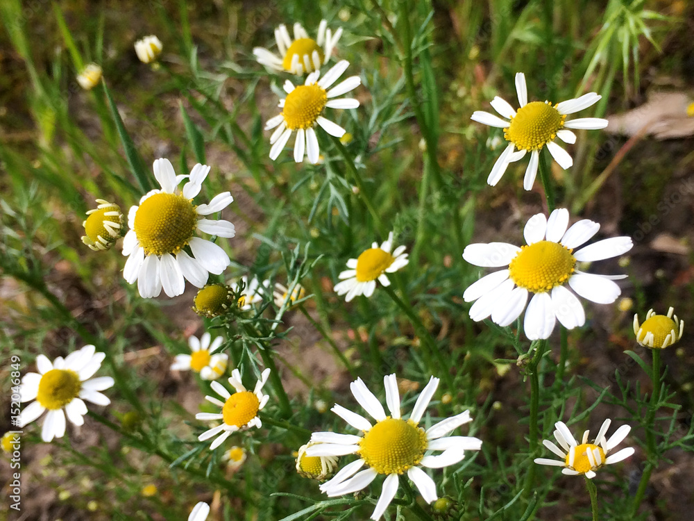herb, green, daisy, garden, petal, chamomile, white, plant, camomile, yellow, blossom, beautiful, beauty, background, flower, lawn, outdoor, medicine, meadow, nature, rural, wild, bright, sunny, sunli herb, green, daisy, garden, petal, chamomile, white, plant, camomile, yellow, blossom, beautiful, beauty, background, flower, lawn, outdoor, medicine, meadow, nature, rural, wild, bright, sunny, sunli