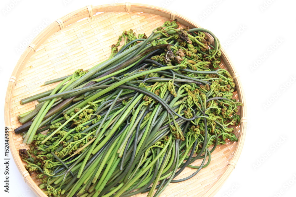 あく抜きワラビ