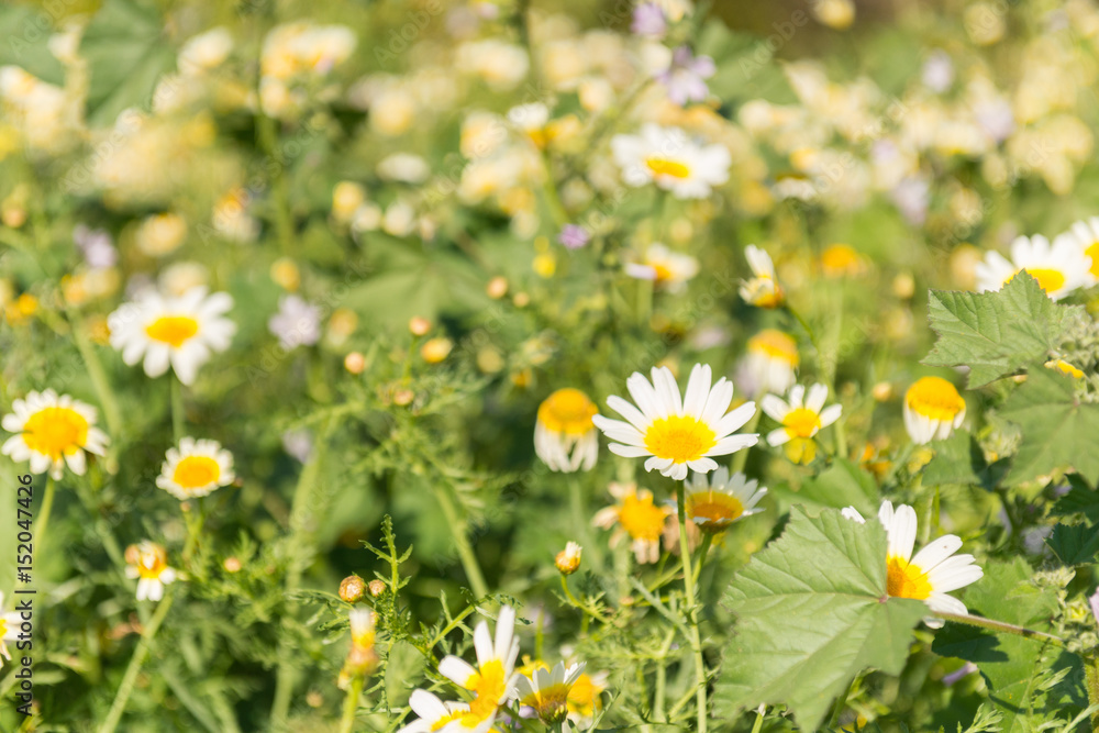 Fototapeta premium Daisies in field