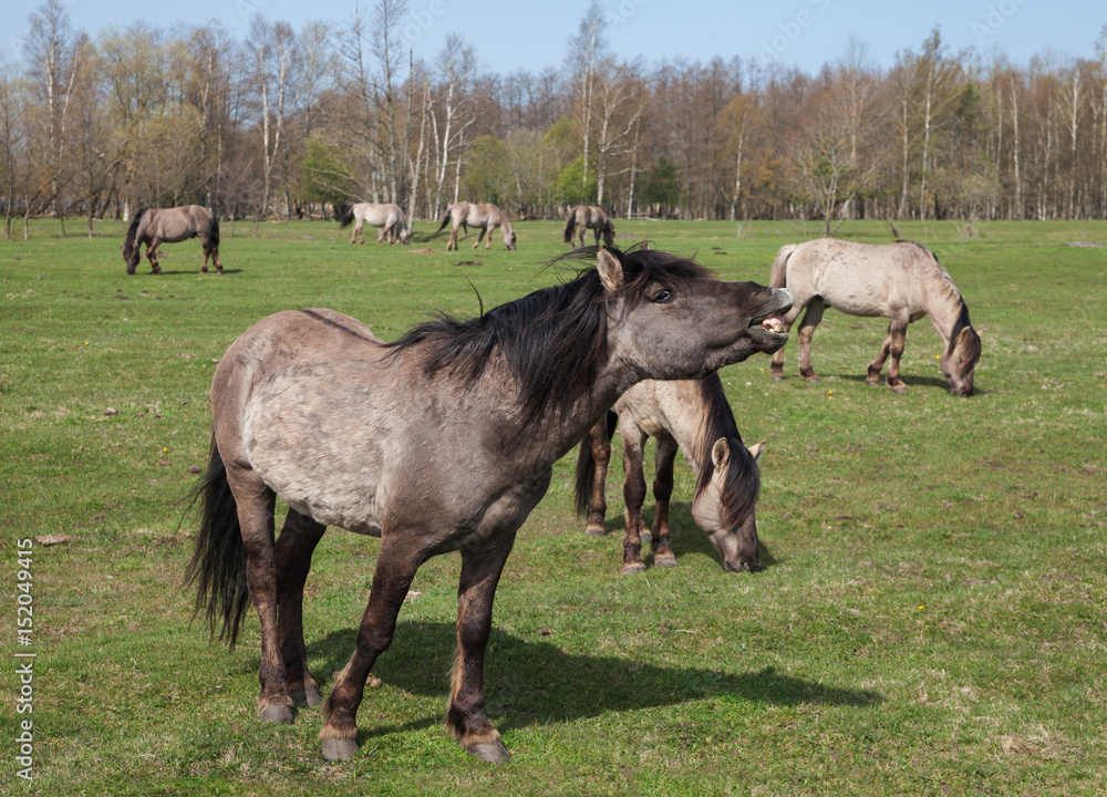 Wild horses. Wild horses.