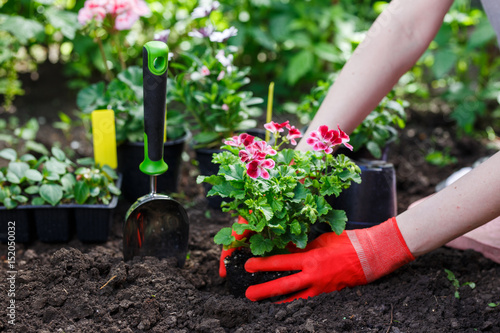 Fototapeta Naklejka Na Ścianę i Meble -  Gardeners hands planting flowers in the garden, close up photo