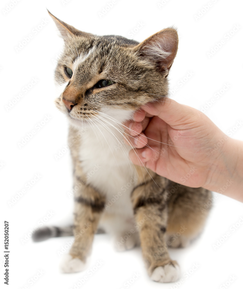 Obraz premium Man caresses a cat on a white background