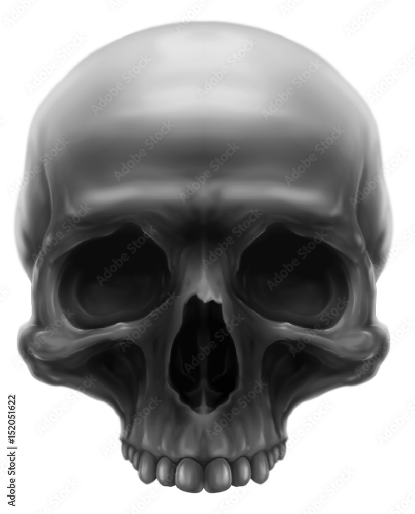 Fototapeta premium Detailed graphic grey human skull with teeth illustration