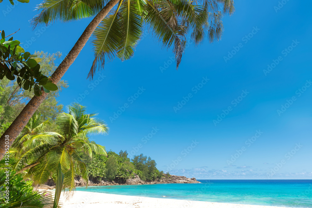 Palms on Caribbean beach.