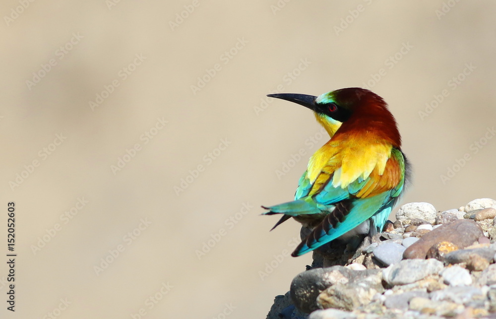 European bee-eater, Merops apiaster European bee-eater, Merops apiaster