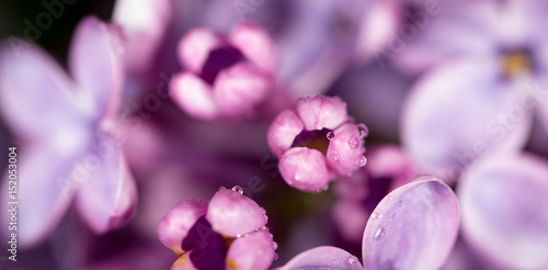 Beautiful little flowers of lilac. macro