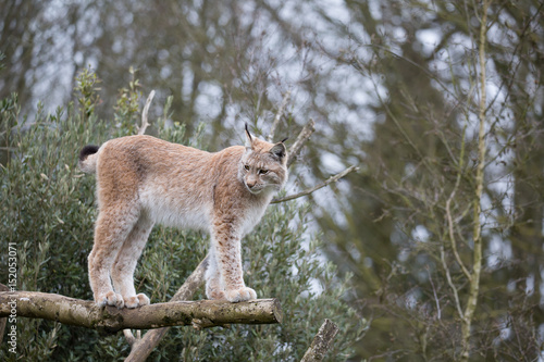 Eurasian Lynx