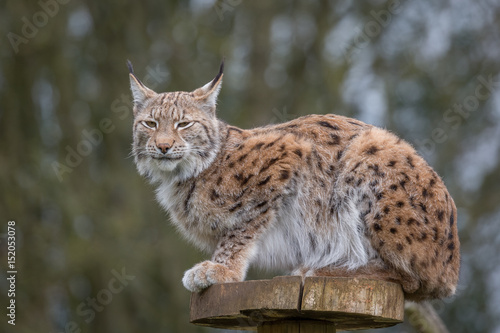 Eurasian Lynx © fotogenix