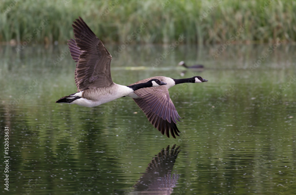 Fototapeta premium Canada Geese