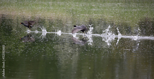 Bild auf Leinwand Wild birds fighting