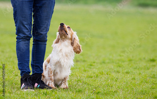 Obraz na płótnie Spaniel dog outdoors, performs a command to sit, beside