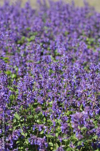 Field of purple flowers