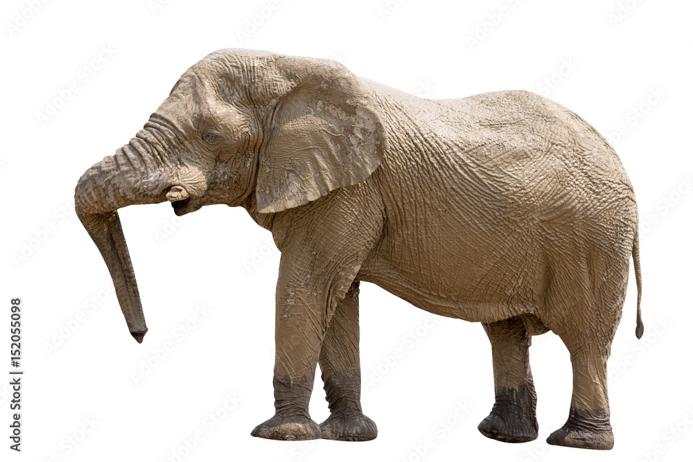 Fototapeta premium Elephant standing isolated on white background, seen in namibia, africa