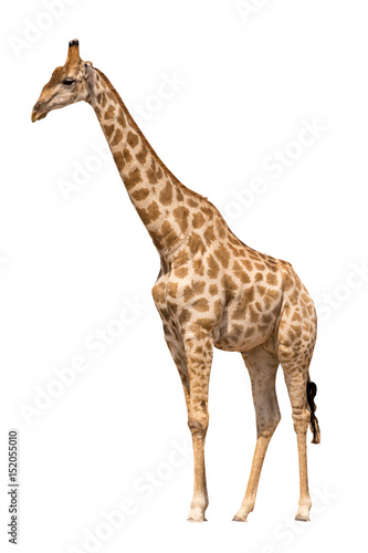 Giraffe isolated on white background, seen in namibia, africa © Friedemeier