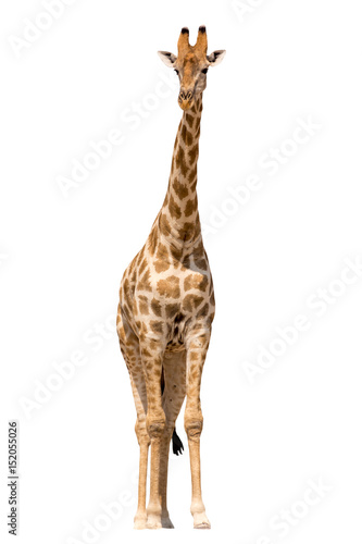 Sticker Giraffe isolated on white background, seen in namibia, africa