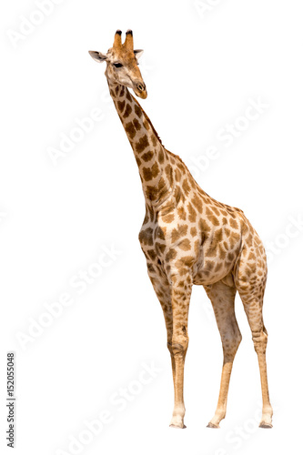 Giraffe isolated on white background, seen in namibia, africa