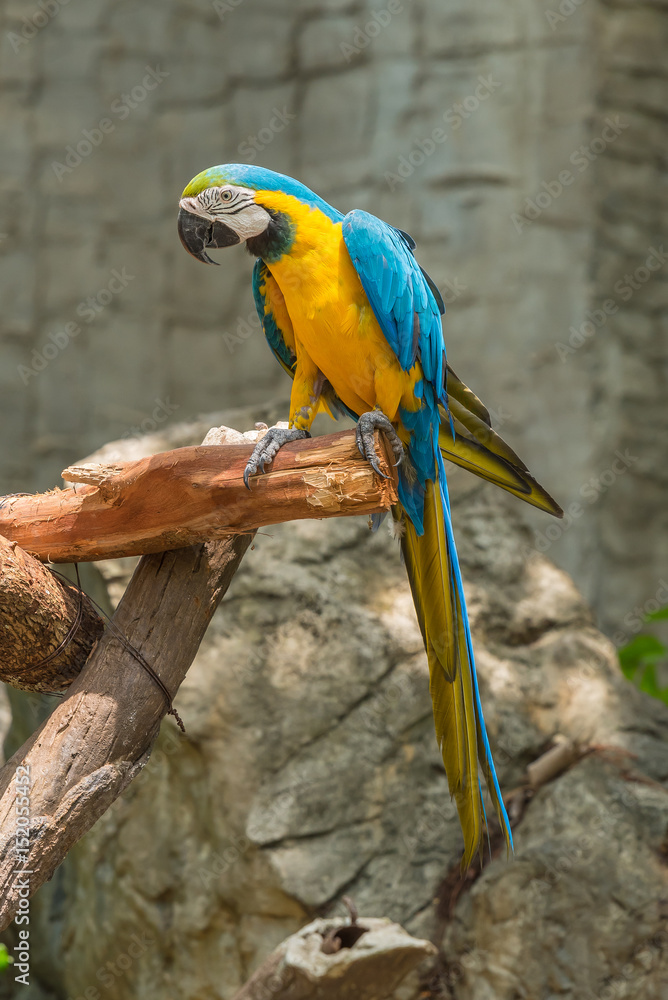 Obraz premium Blue and yellow macaw sit on the branch.