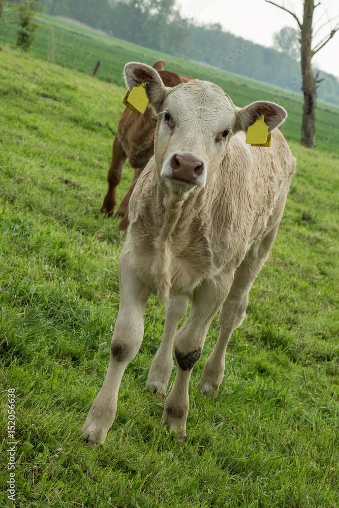 Kalb auf grüner Wiese Kalb auf grüner Wiese