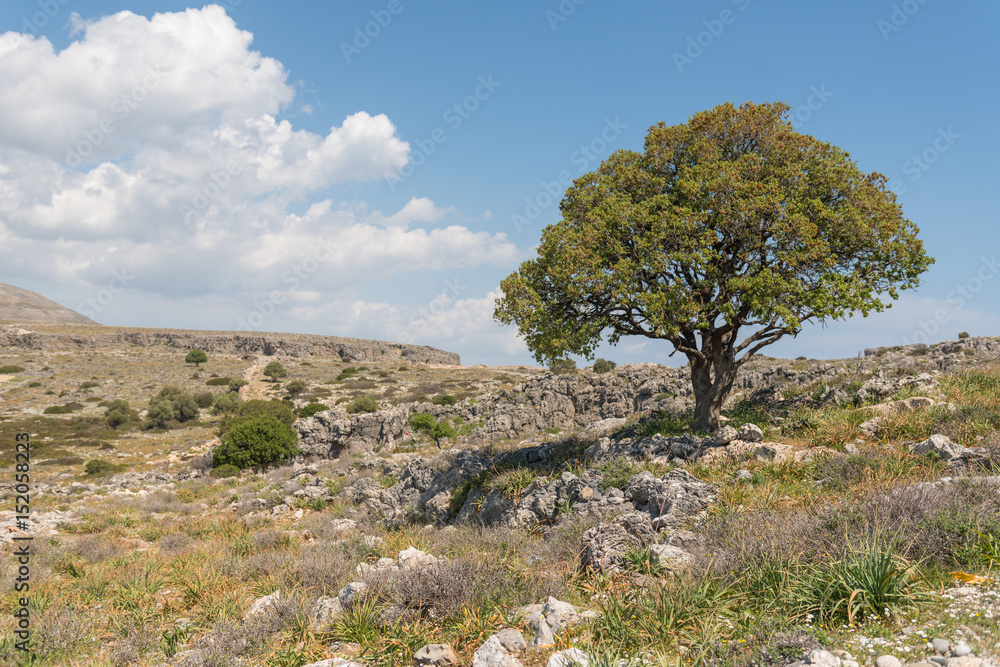 Tree on rocky hill