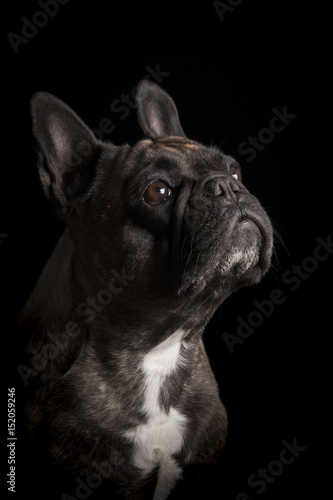 Portrait of an adorable French bulldog - studio shot, isolated on black.