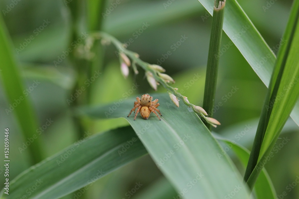 Fototapeta premium jumping spider