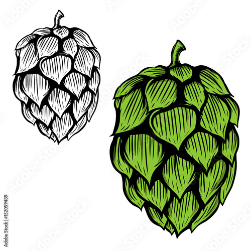 Beer hop illustration on white background. Design element for logo, label, emblem, sign. Vector illustration