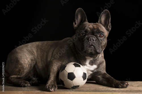 Portrait of an adorable French bulldog - studio shot, isolated on black. © Ingus Evertovskis