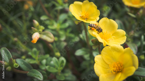 Flower bee swarm © metita
