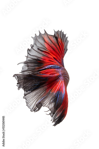 Betta fish isolated on white background.
