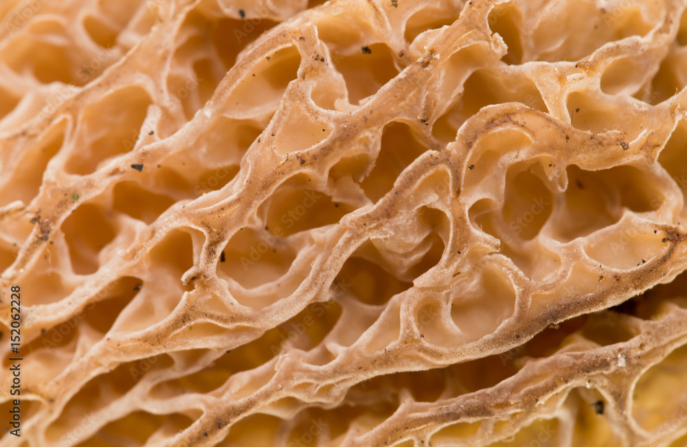 Mushroom morel as a background. Mushroom morel as a background.