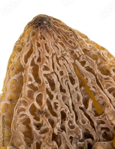 Mushroom morel on a white background.