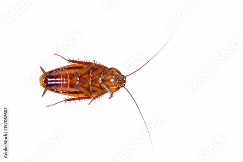 Closeup insect cockroach dead on white background. © note_yn