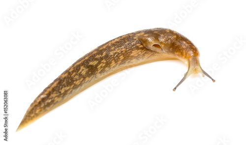 Slug snail on white background