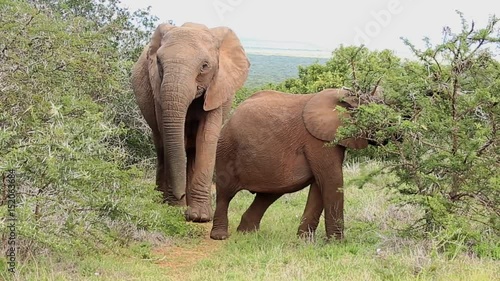 Two African elephants picking leaves and branches from a thorny bush to eat