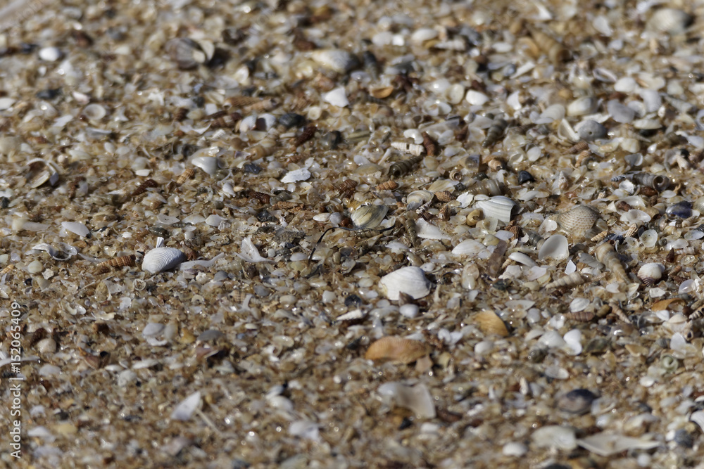 Tiny Shells Tiny Shells