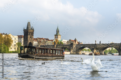 Photography Swans near wooden cruise boat on Vltava river