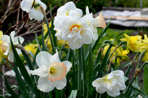 Fototapeta Naklejka Na Ścianę i Meble -  Flowers narcissuses a grade terry blossom in the spring
