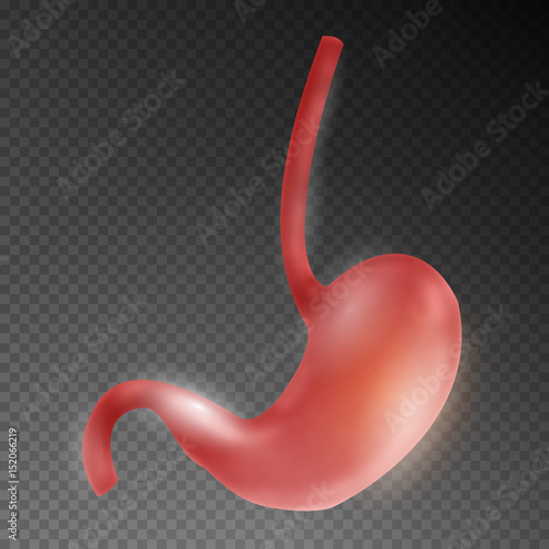 Realistic human stomach on transparent background. Vector illustration.