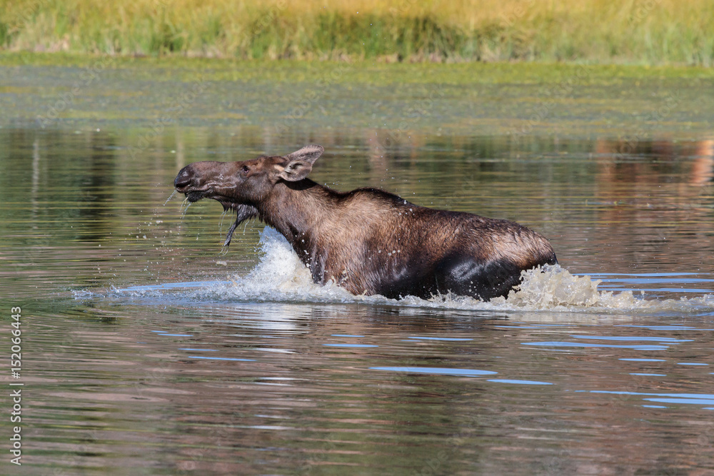 Shiras Moose of The Colorado Rocky Mountains Shiras Moose of The Colorado Rocky Mountains