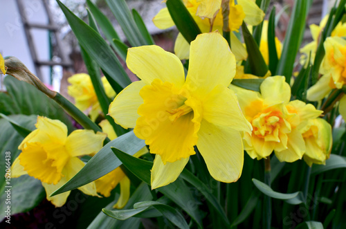 Fototapeta Naklejka Na Ścianę i Meble -  Flowers narcissuses a grade terry blossom in the spring
