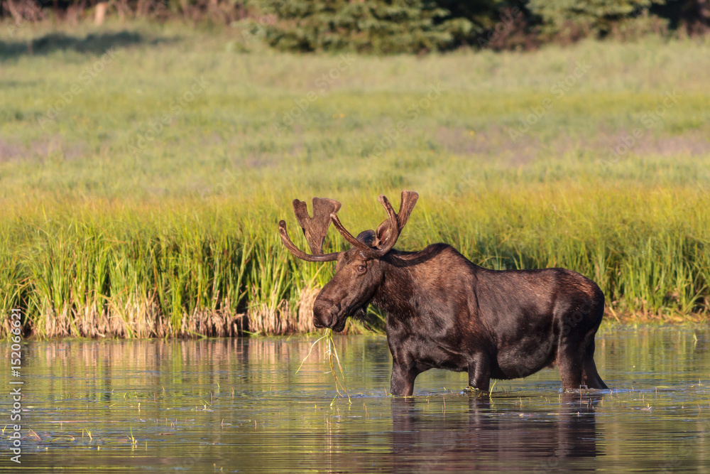Fototapeta premium Shiras Moose of The Colorado Rocky Mountains