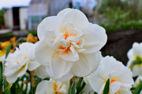 Fototapeta Naklejka Na Ścianę i Meble -  Flowers narcissuses a grade terry blossom in the spring
